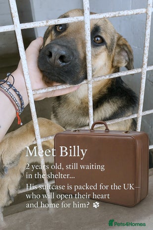 Mixed Breed dogs - Advert 15