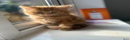 Mixed Breed cats for sale: Persian cross ginger male kittens X4! READY TO GO - Advert 13