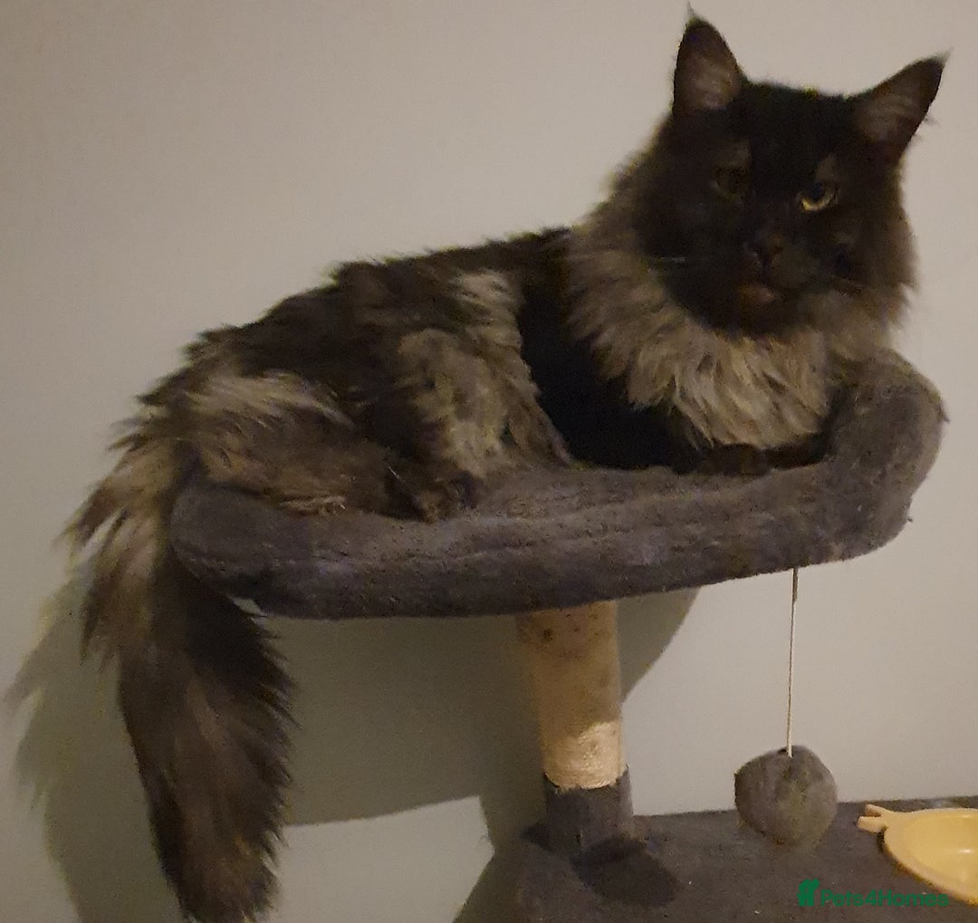 Maine Coon cats for sale: Fantastic XL Main Coons  - Image 5