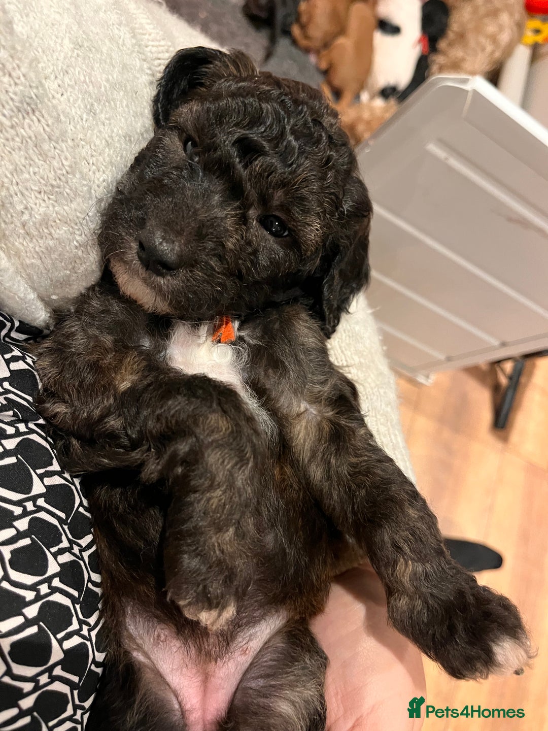 Australian Labradoodle dogs for sale: Home raised, DNA tested, Australian Labradoodles - Advert 11