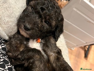 Australian Labradoodle dogs Home raised, DNA tested, Australian Labradoodles - Advert 17