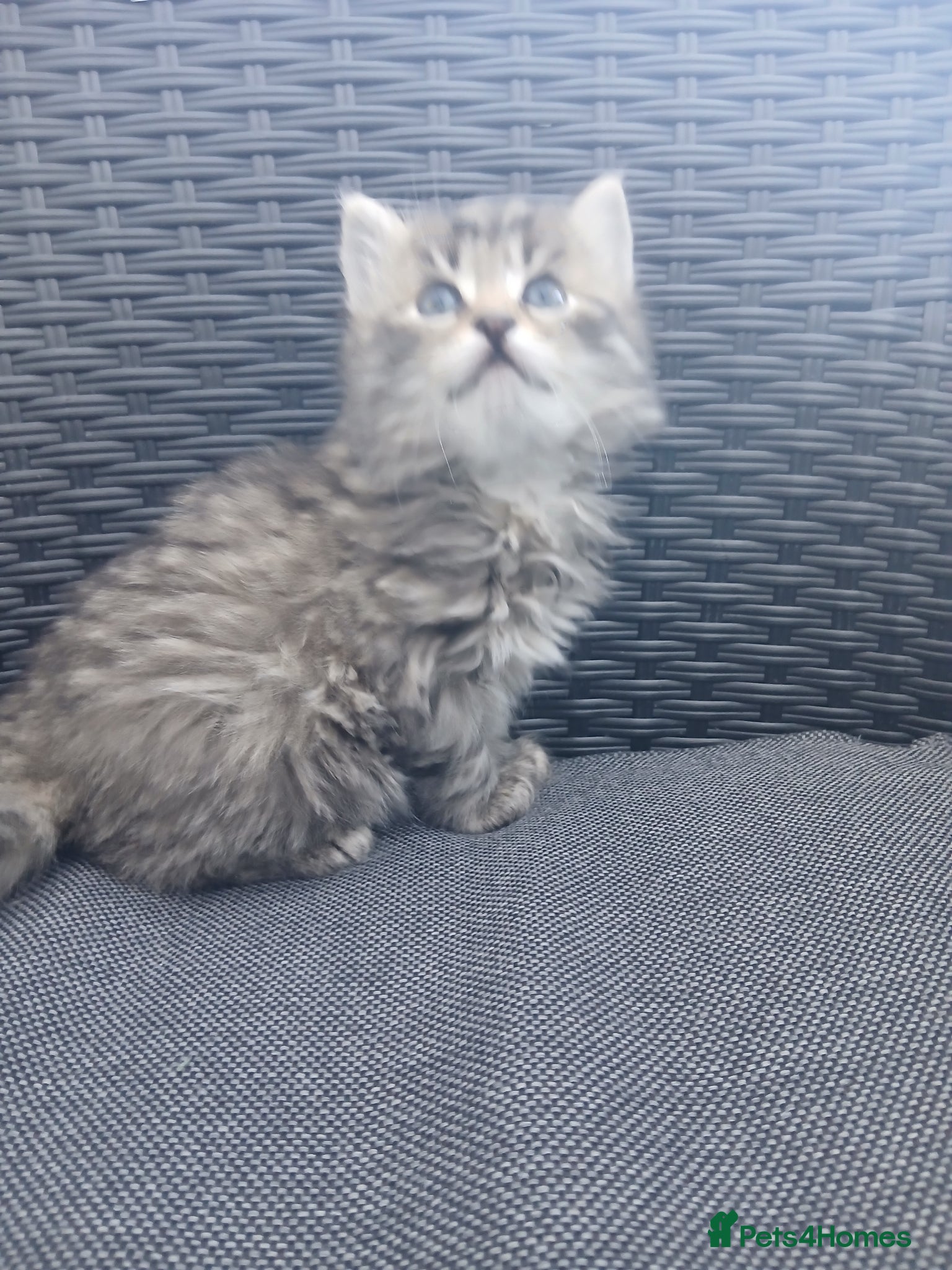 Mixed Breed cats Maine coon xxx  - Advert 13