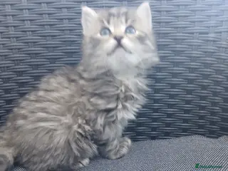Mixed Breed cats Maine coon xxx - Advert 13