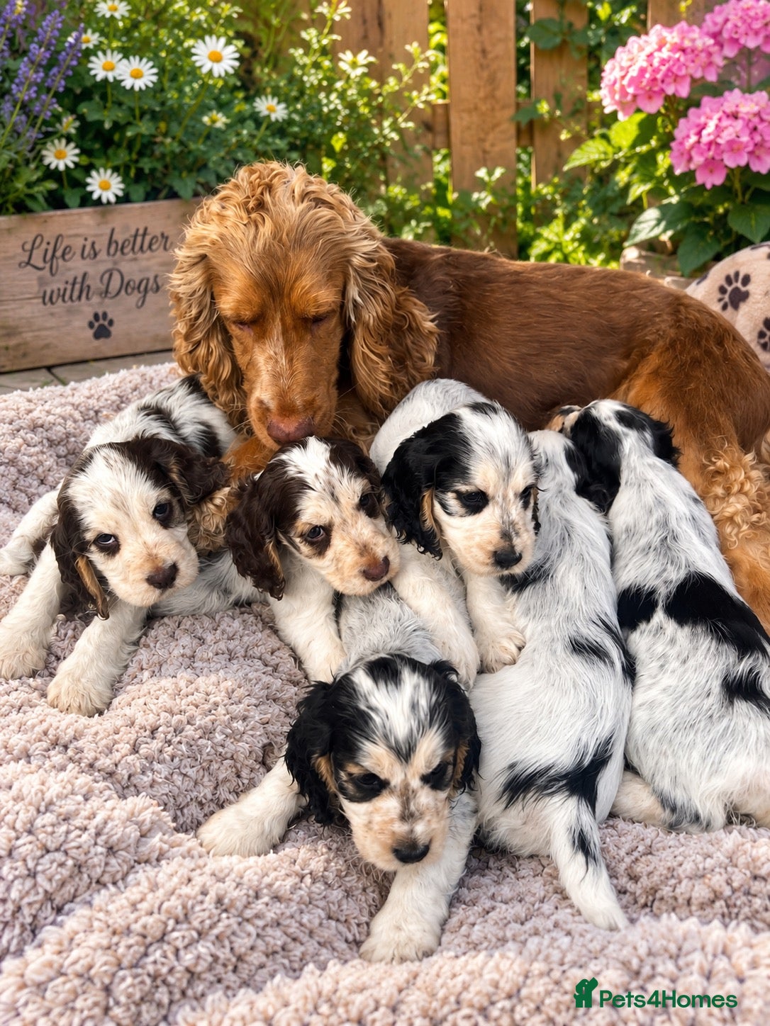 Cocker Spaniel dogs Show cocker spaniels 3 boys 1 girl  - Advert 1