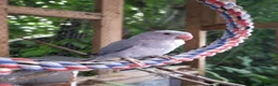 Ringnecks birds for sale: Ringneck  - Advert 2
