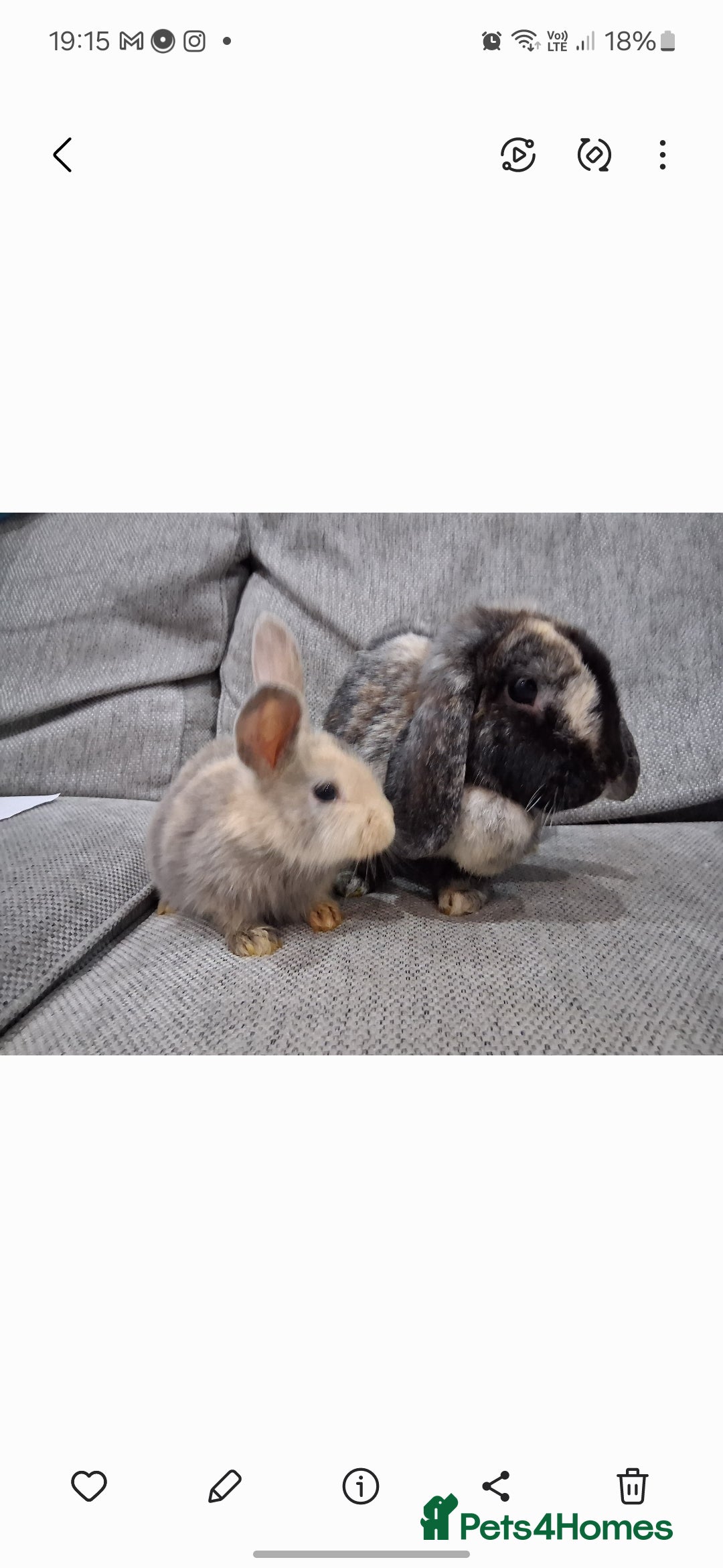 English Lop rabbits for sale: Mum and daughter and 3bucks for sale - Advert 1