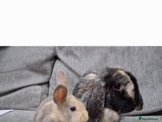 English Lop rabbits Mum and daughter and 3bucks for sale - Advert 1