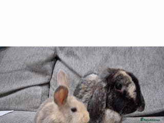 English Lop rabbits Mum and daughter and 3bucks for sale - Advert 3