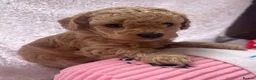 Maltipoo dogs for sale: Beautiful Maltipoo Looking for Their Forever Homes - Advert 10