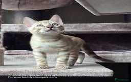 Bengal cats for sale: Gorgeous Silver and Charcoal Bengals  - Image 4