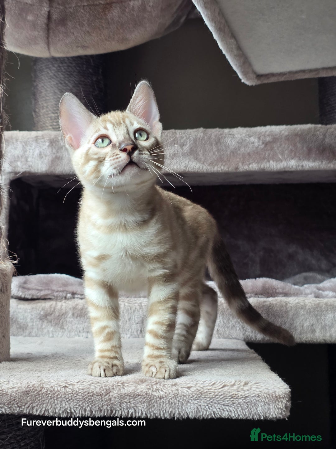 Bengal cats for sale: Gorgeous Silver and Charcoal Bengals  - Image 4
