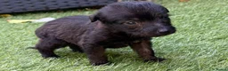 Mixed Breed dogs for sale: Bedlington whippet in Bradford - Advert 22