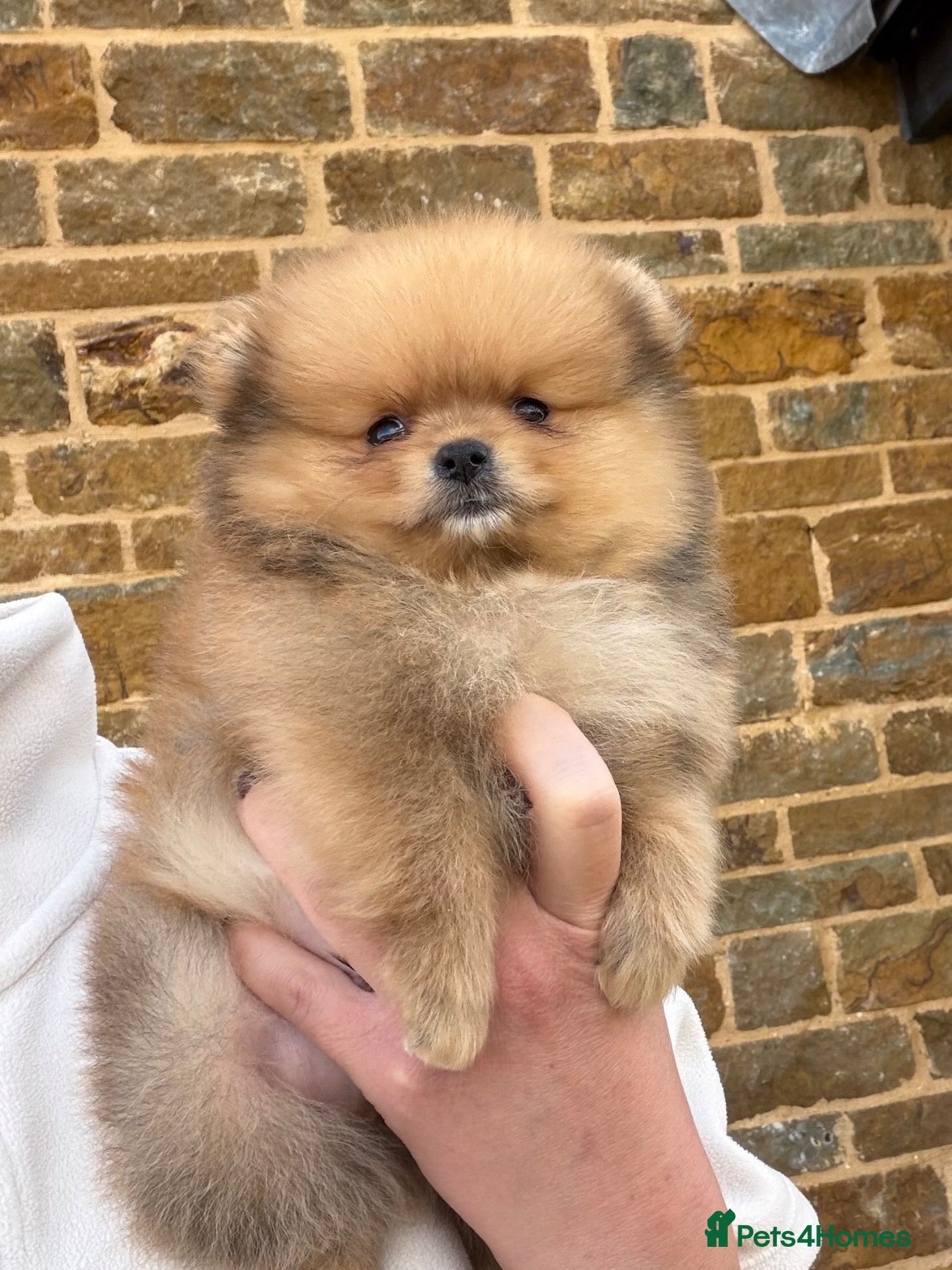 Pomeranian dogs Champion Line small size  - Advert 2