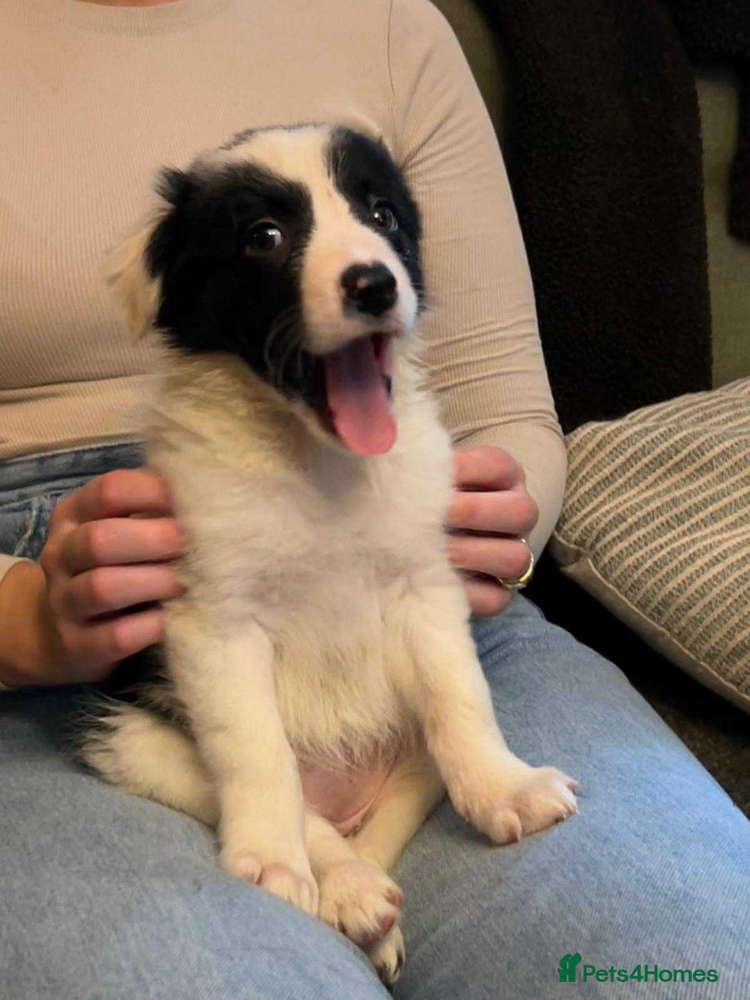 Border Collie dogs for sale: Border Collie Bitch Pups - Advert 3