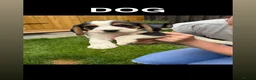 Bocker dogs for sale: Beautiful bocker puppies ready to leave from 28th in Barnsley - Advert 6