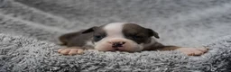 English Bulldog dogs for sale: English bulldogs PUPPIES NEBBR REGISTERED - Advert 14