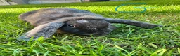 Mini Lop rabbits for sale: Mini Lop Rabbits For Sale  - Advert 13