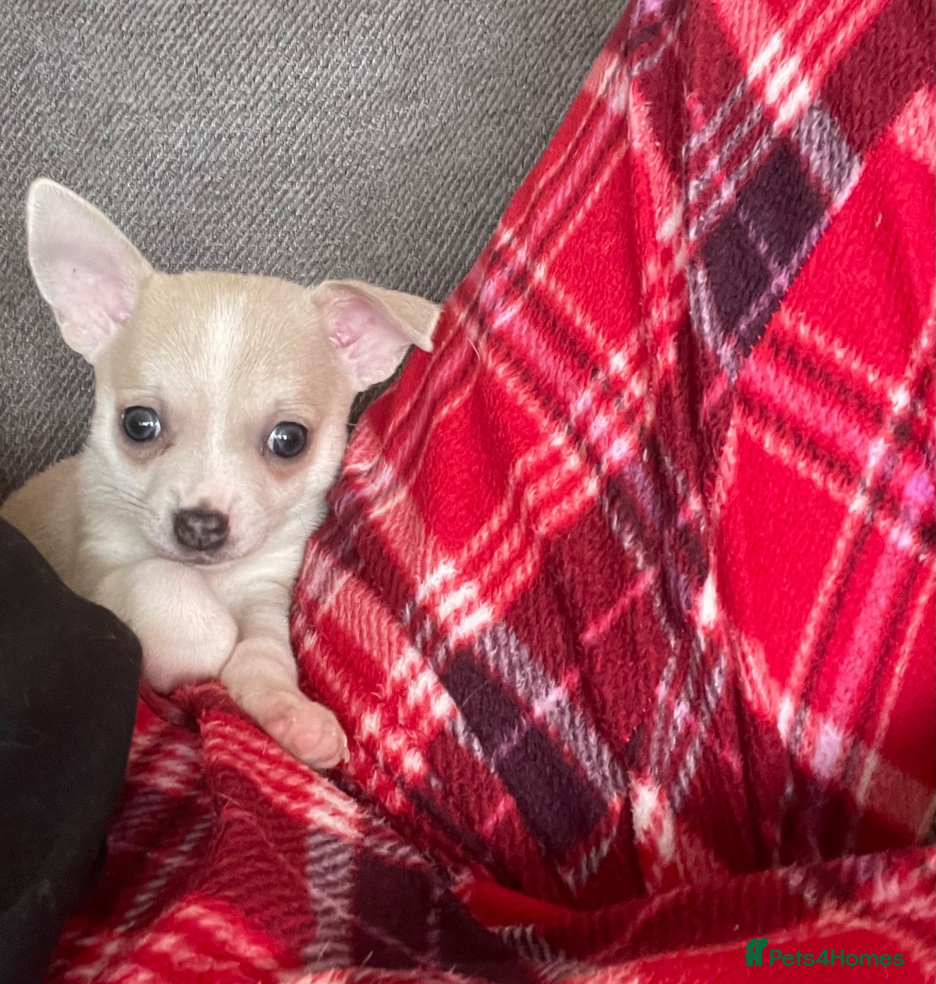 Chihuahua dogs for sale: 🌸🩵 READY NOW! KC CHIHUAHUAS 🩵🌸 - Advert 2