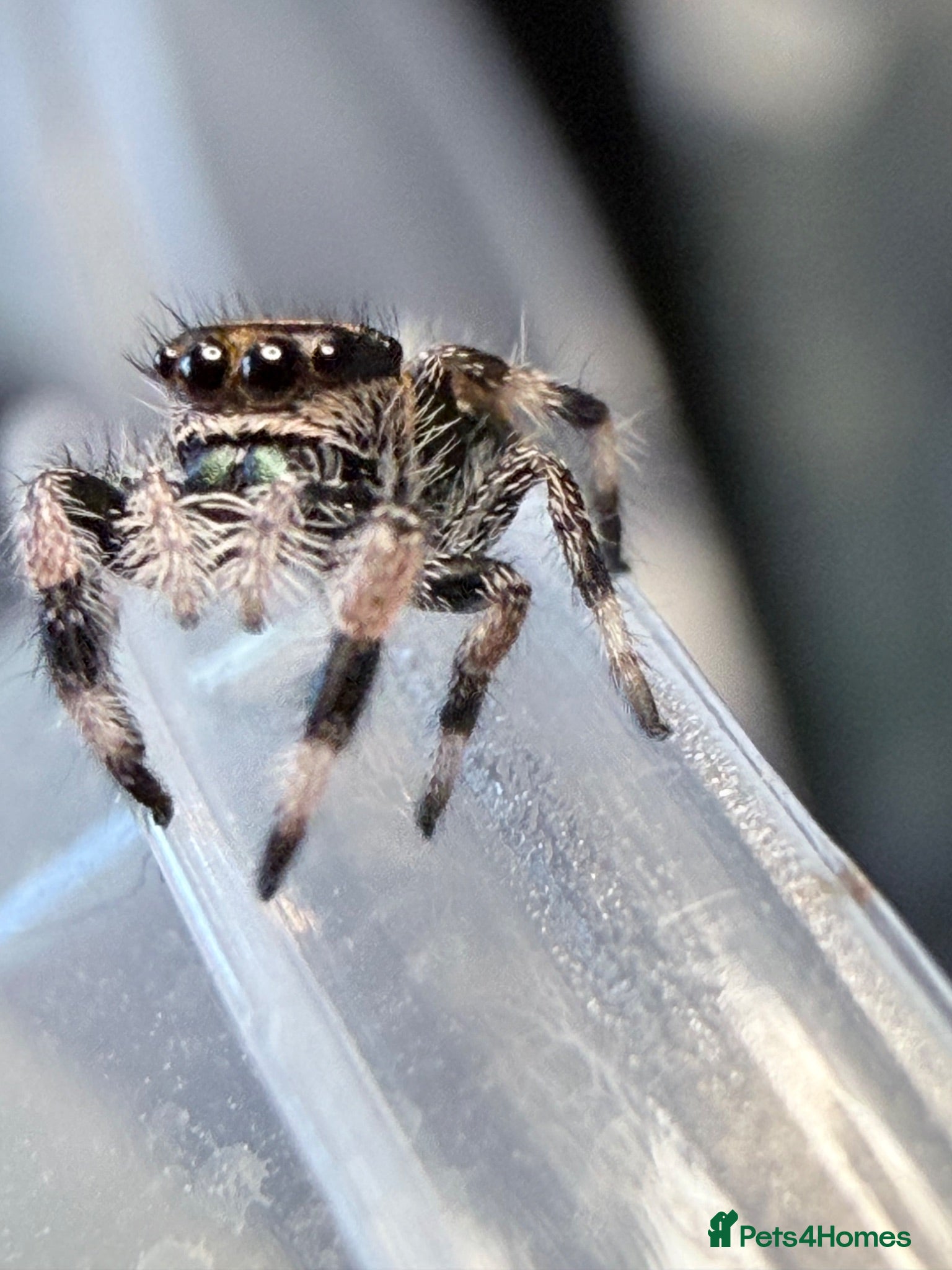 Spiders invertebrates P.regius Jumping spiders price includes P&P - Advert 1