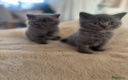 British Shorthair cats for sale: GCCF chunky blue British shorthair kittens😻🐾 - Image 9