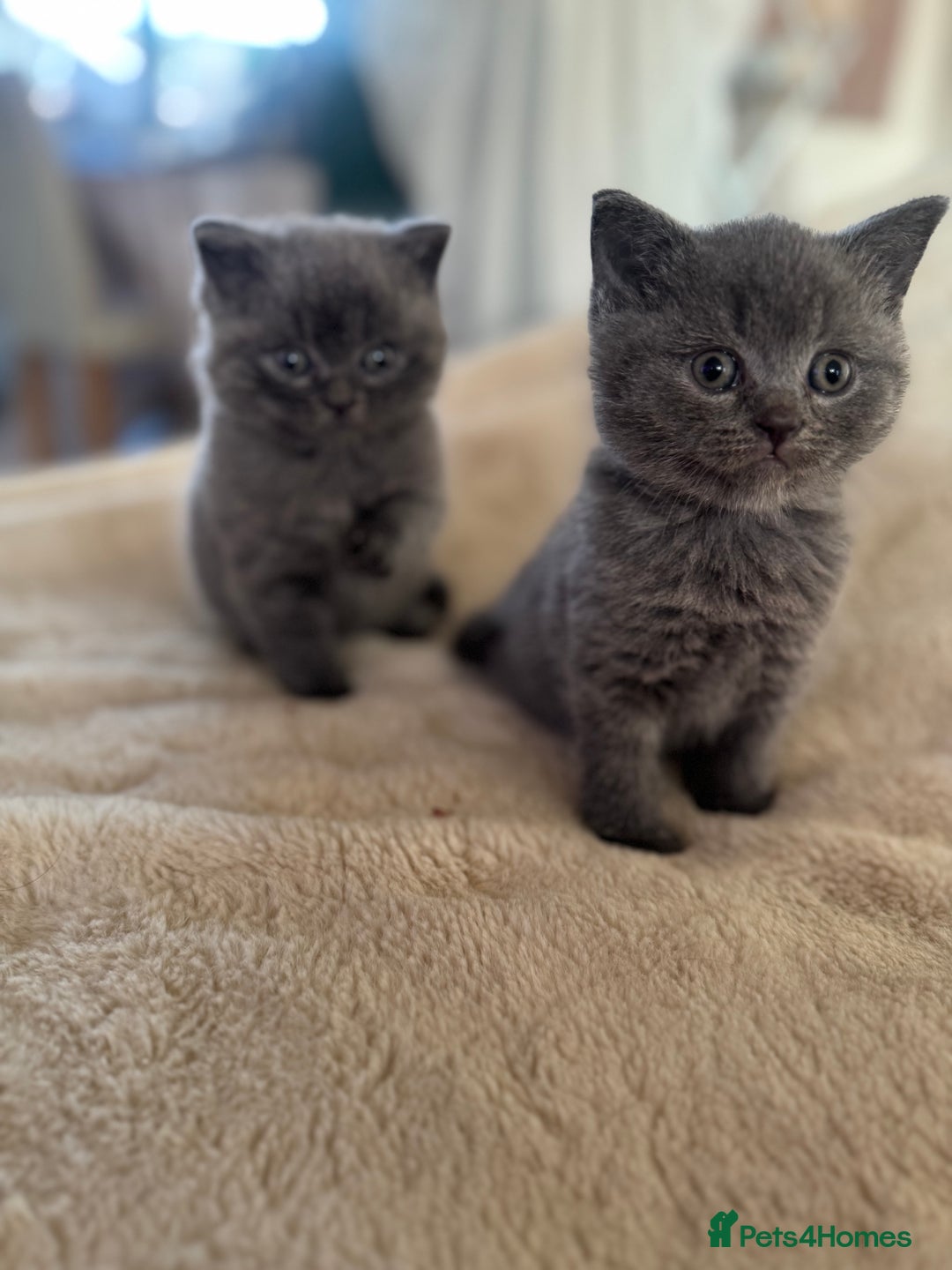 British Shorthair cats for sale: GCCF chunky blue British shorthair kittens😻🐾 - Image 9