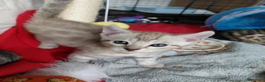 Bengal 1