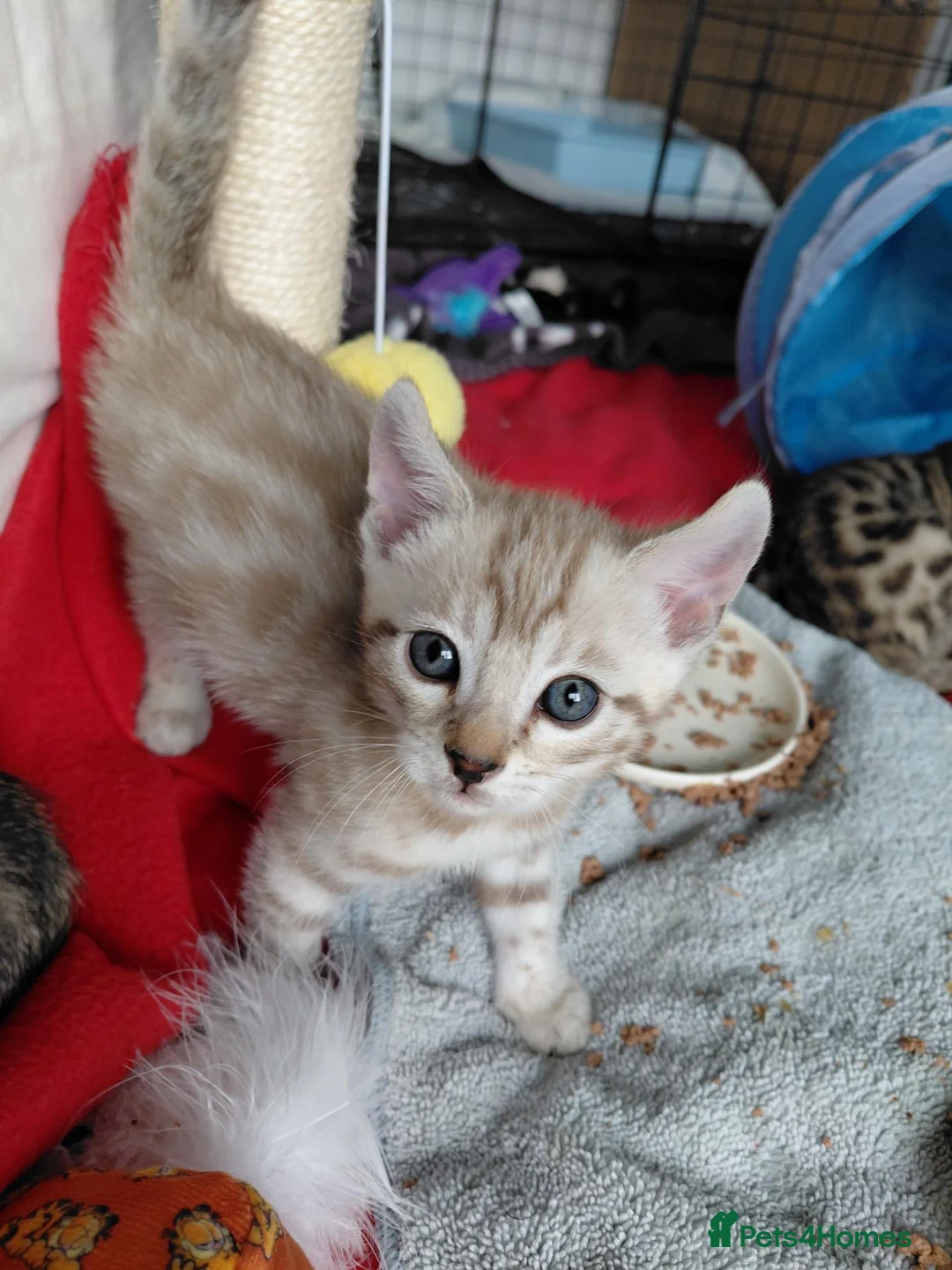 Bengal cats for sale: Pure Bengal kittens for sale - Advert 2