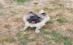 Cairn Terrier dogs for sale: Brother & Sister Looking for Loving Homes - Image 13