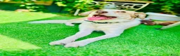 Jack Russell dogs for sale: Jack Russell/Parson Russell-type mix in London - Advert 3