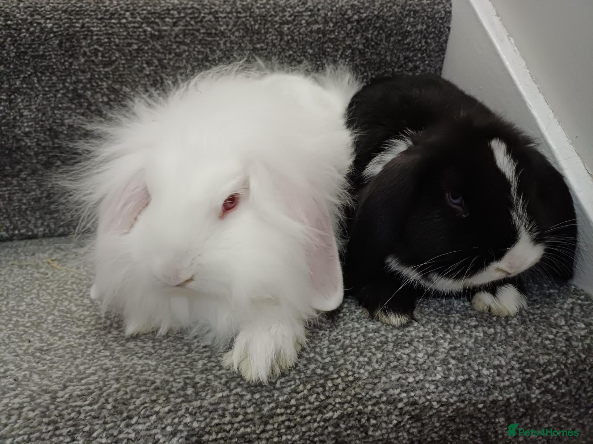 Mixed Breed rabbits Rabbits-8 weeks old. Cross lop eared, lion heads. - Advert 1