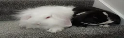 Mixed Breed rabbits for sale: Rabbits-8 weeks old. Cross lop eared, lion heads. in Benfleet - Advert 1