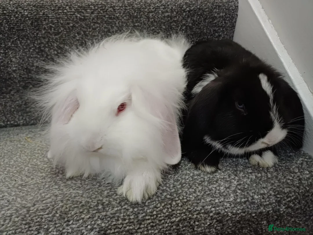 Mixed Breed rabbits for sale: Rabbits-8 weeks old. Cross lop eared, lion heads. in Benfleet - Advert 1