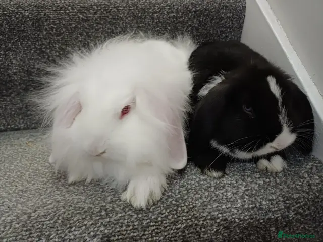 Mixed Breed rabbits Rabbits-8 weeks old. Cross lop eared, lion heads. - Advert 7