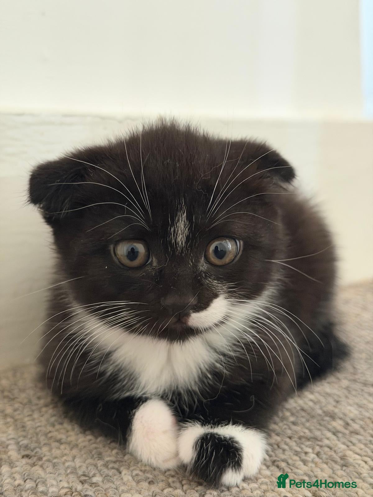 Scottish Fold cats 🤎🤍 Scottish Girls Seeking Loving Homes - Advert 2