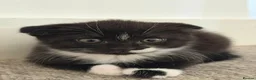Scottish Fold cats for sale: 🤎🤍 Scottish Girls Seeking Loving Homes in London - Advert 2
