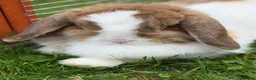 Mini Lop rabbits for sale: Adult Mini Lops - Advert 2