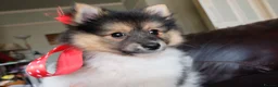 Mixed Breed dogs for sale: Gorgeous Pomeranian × Japanese Spitz Puppies in Falkirk - Advert 27