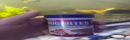 Tetras fish for sale: Fish and tank for sale  in Dover - Advert 7