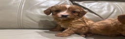 Cavapoo dogs for sale: Beautiful cavapoos  - Advert 4