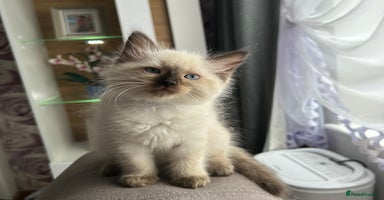 Ragdoll cats - Advert 9