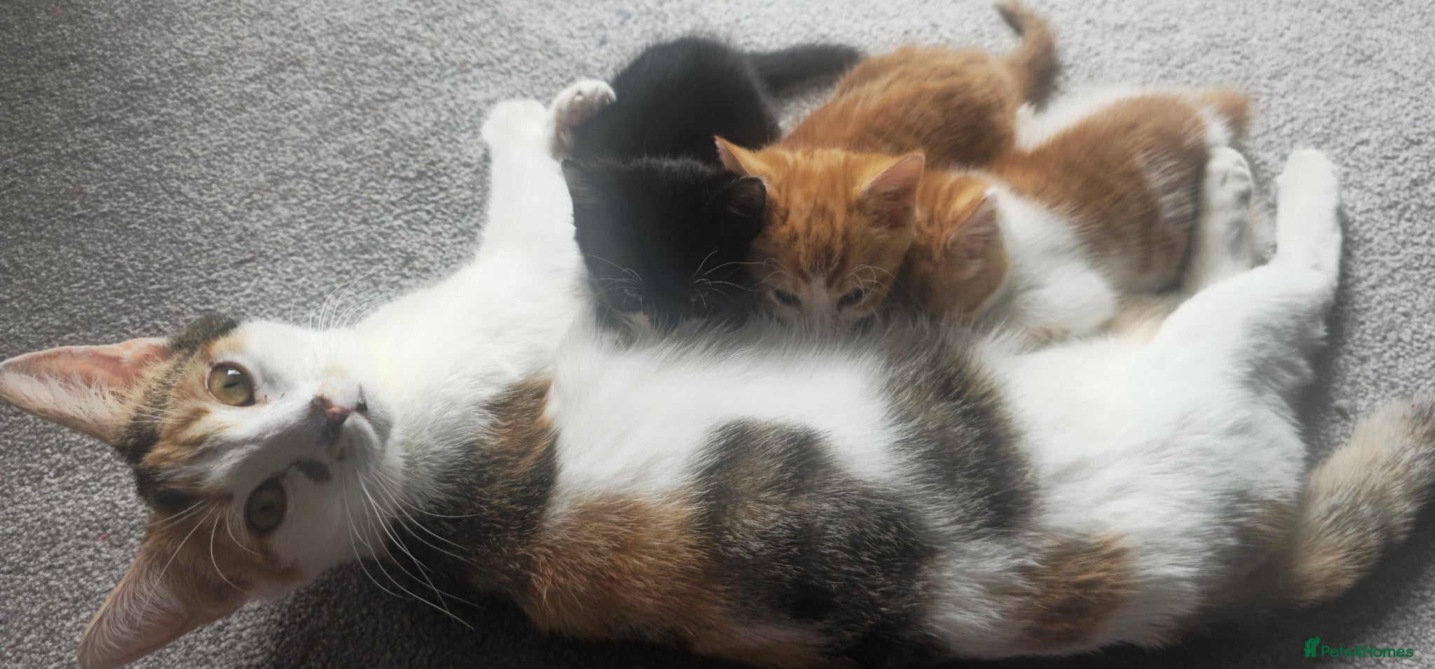 Domestic Shorthair cats Ginger females & tuxedo male - Advert 1
