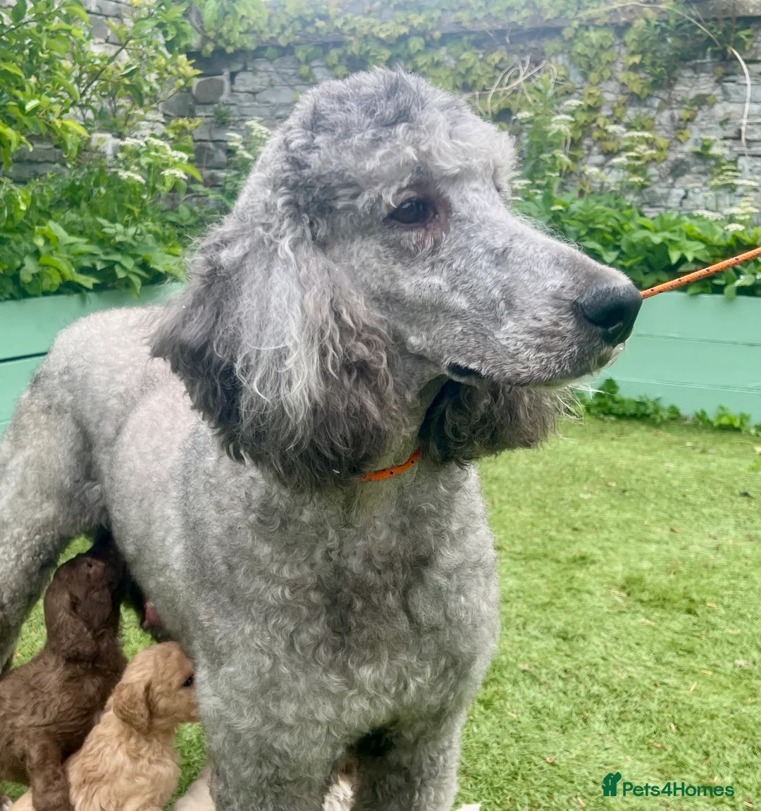 Standard Poodle dogs for sale: Stunning KC reg standard poodles  - Advert 13