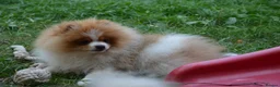 Pomeranian dogs for sale: PACO - Beautiful Pomeranian Boy - Advert 9