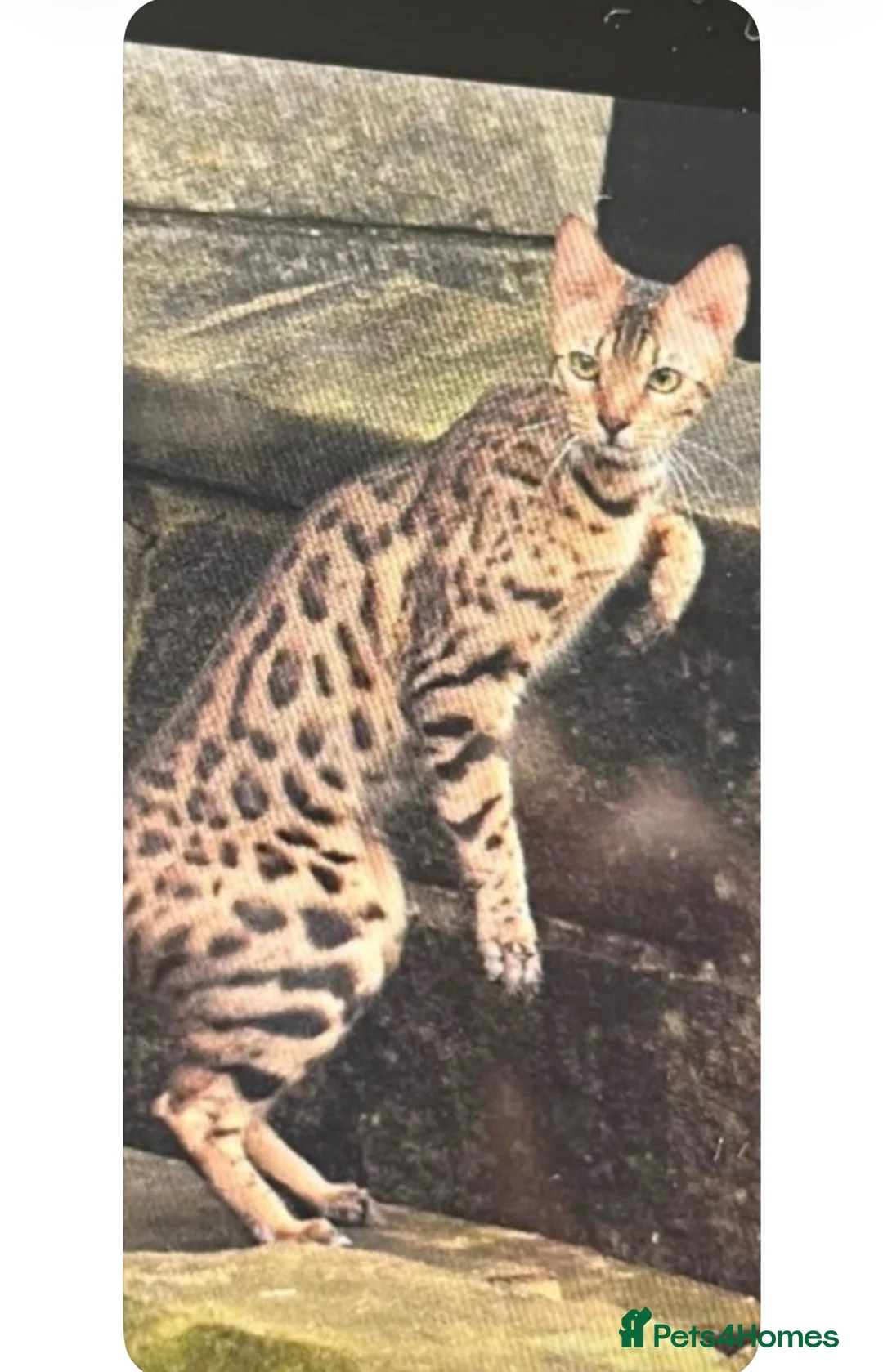 Mixed Breed cats for sale: Mixed Bengal/savanna  in Bradford - Advert 1