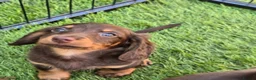 Miniature Dachshund dogs for sale: KC registered miniature dachshund - Advert 4