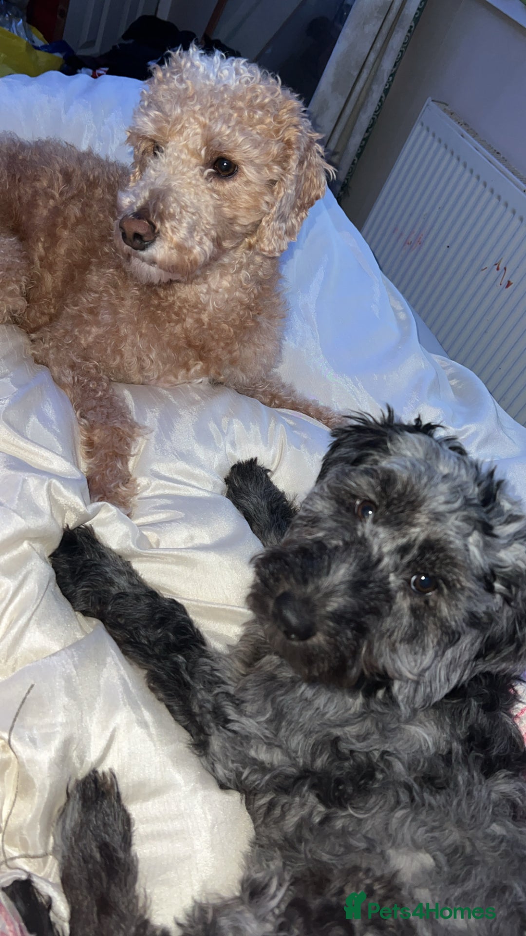 Mixed Breed dogs for sale: Bedlington terrier poodle mixed with a cockerpoo - Image 14