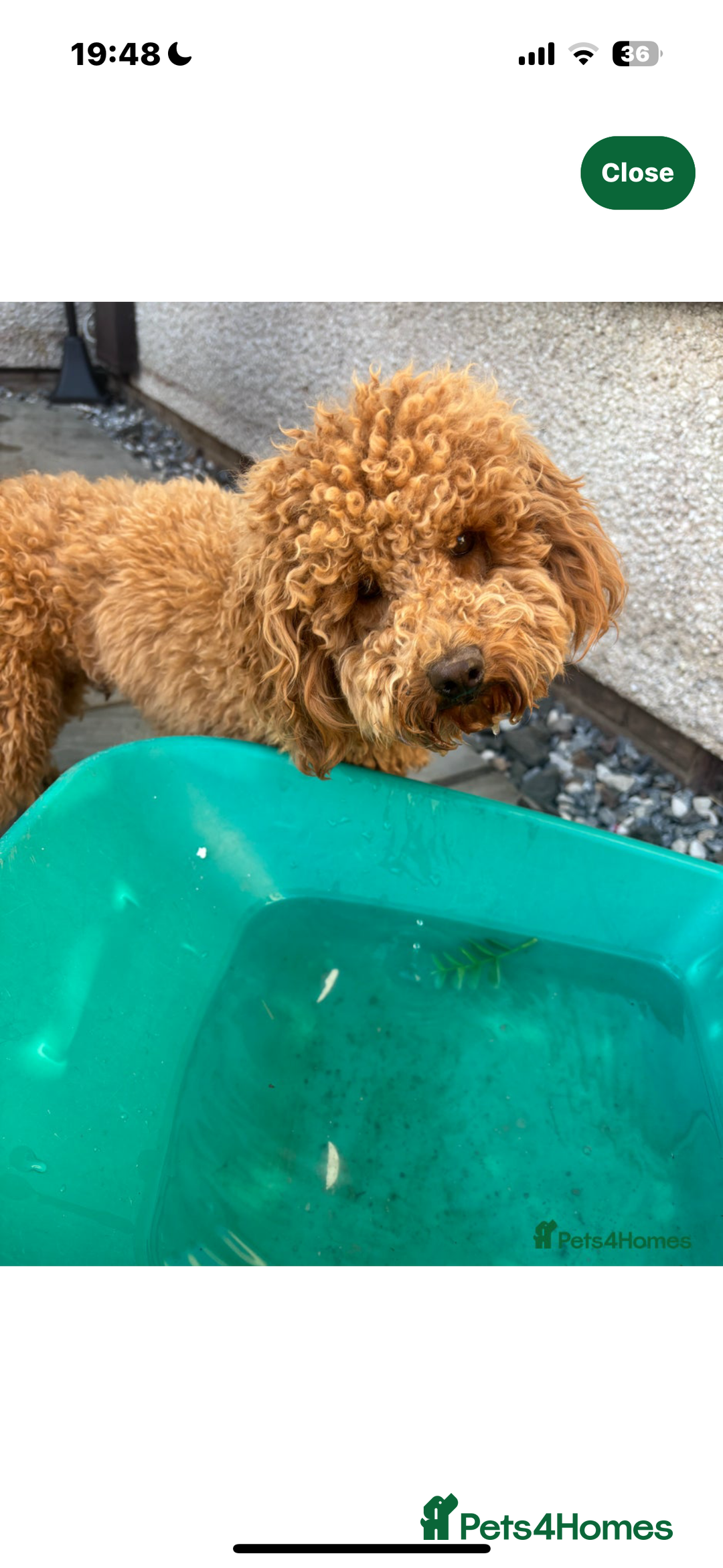 Cavapoo dogs for sale: Gorgeous Puppies ✨🐶 5 in litter Cavapo f1b dog   - Image 21