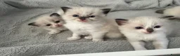 Ragdoll cats for sale: Beautiful Ragdoll Kittens - Advert 19