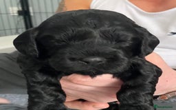 Cockapoo dogs for sale: Cockapoo Puppies for Sale - Image 9