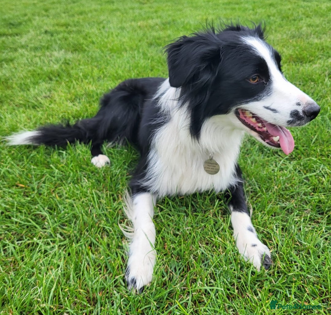 Border Collie dogs for sale: Georgeous Female Border Collie. 18 months old.  - Image 3